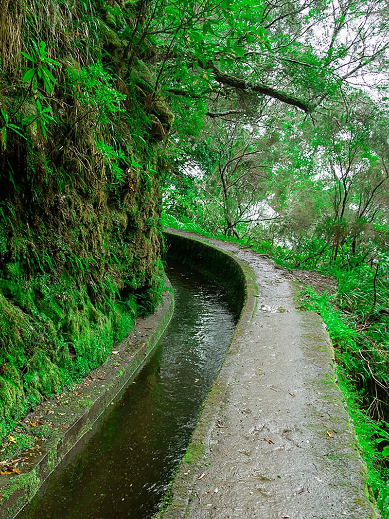 Levada na floresta